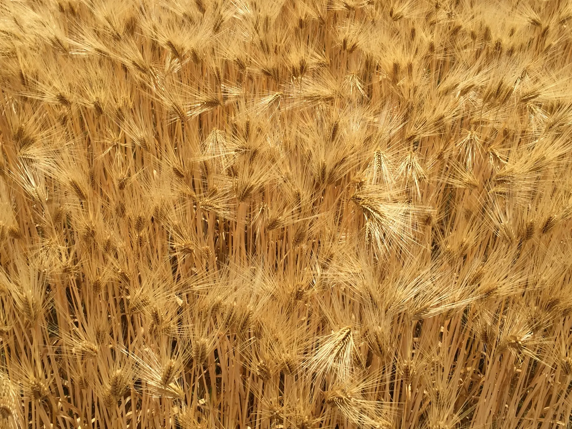 選りすぐりの高品質な大麦を使用