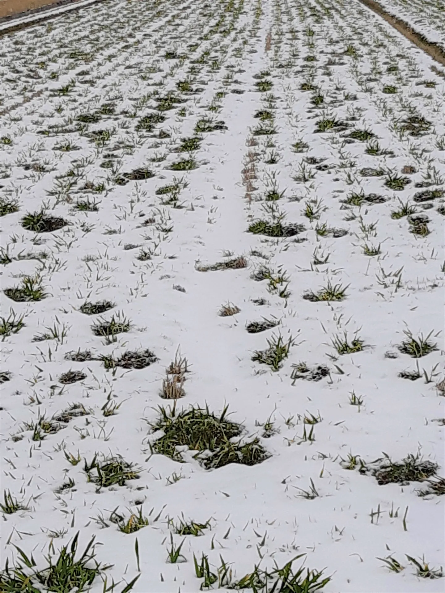 雪の下の六条大麦～2月の麦畑から