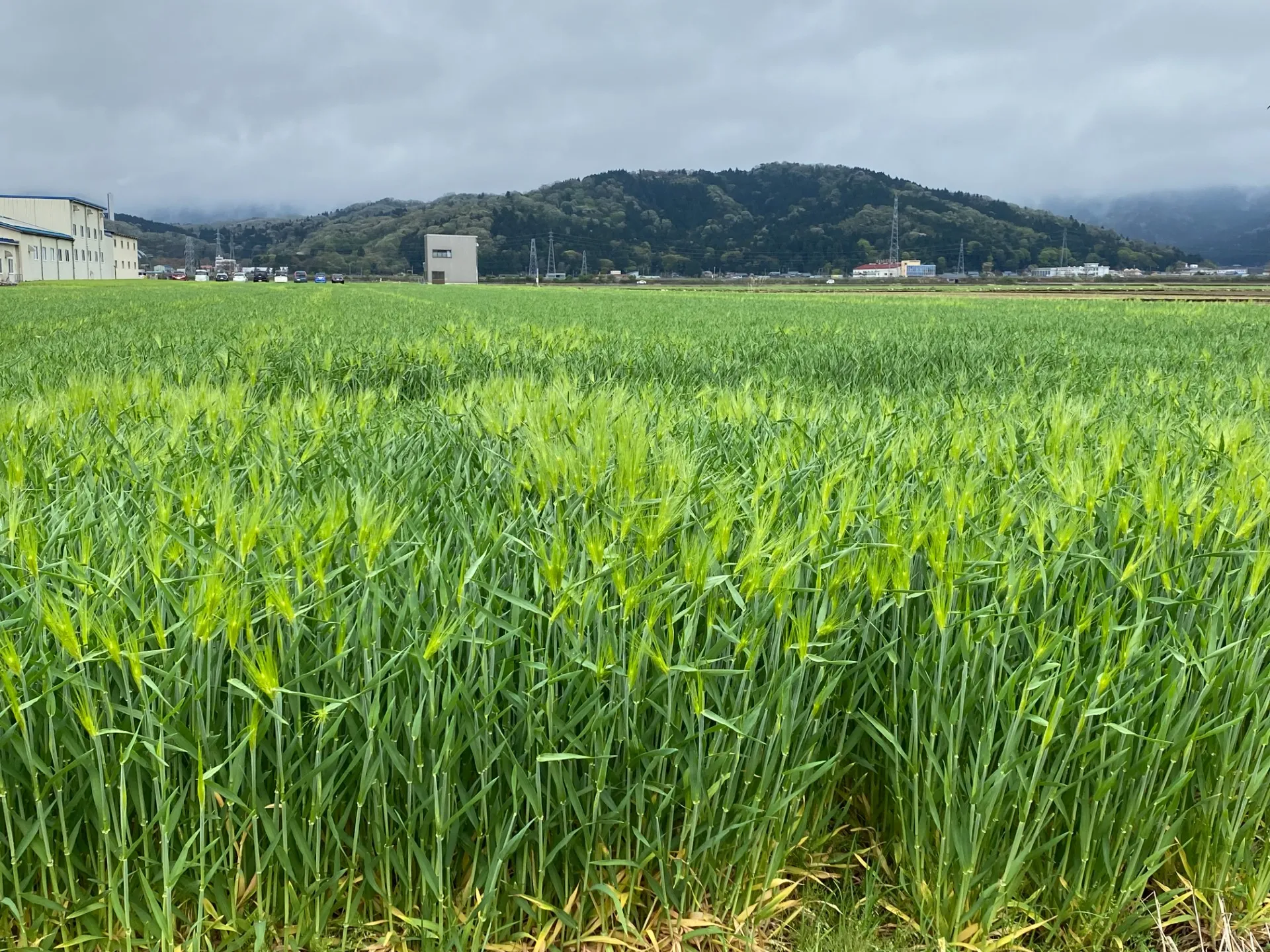 六条大麦成長記録～4月の麦畑から