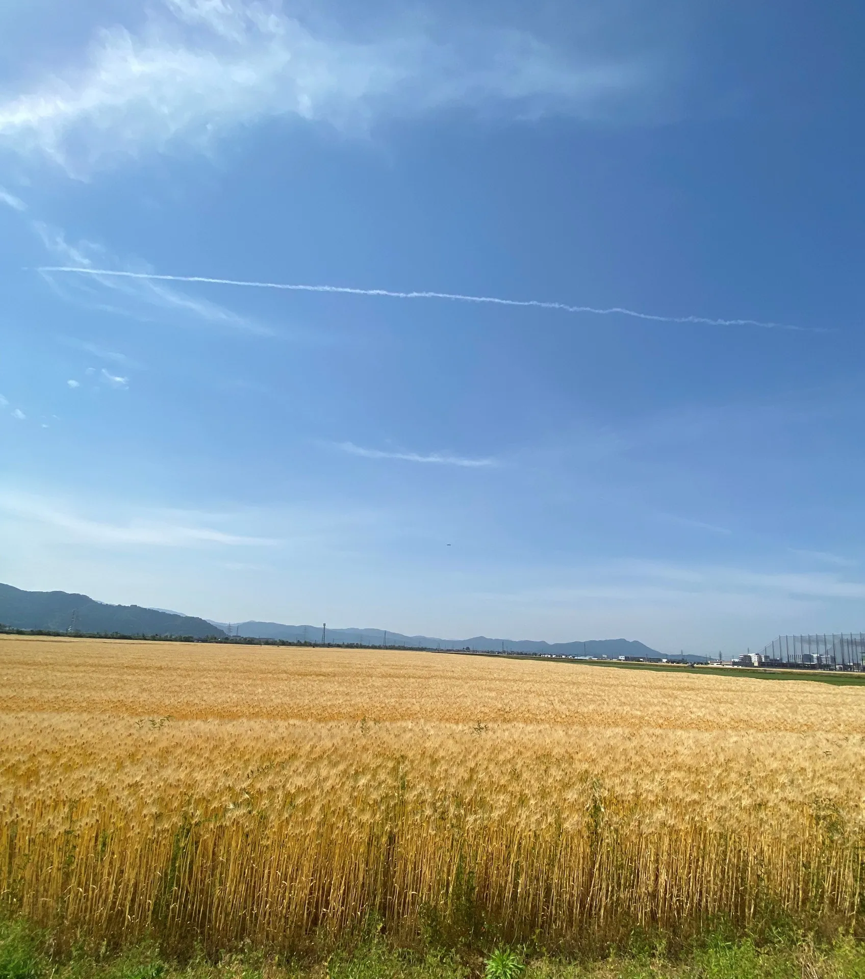 六条大麦成長記録～5月の麦畑から